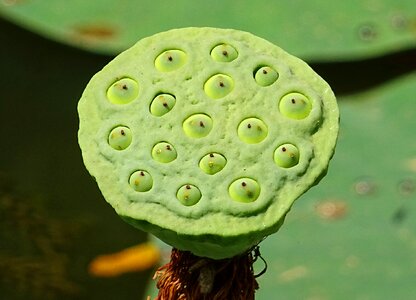 Flower white nelumbo nucifera photo