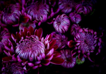 Chrysanthemums violet november photo