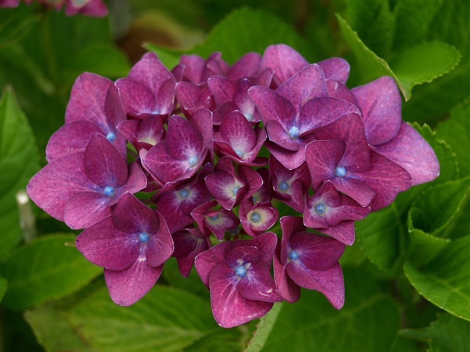 Violet ornamental shrub greenhouse hydrangea