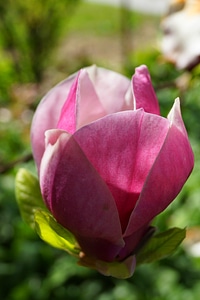 Magnolia flowers backlighting magnolia photo