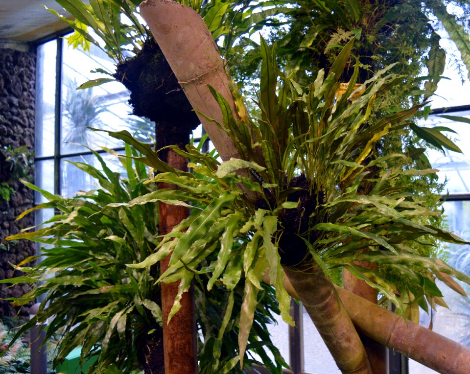 Vascular cryptogams tree fern forest