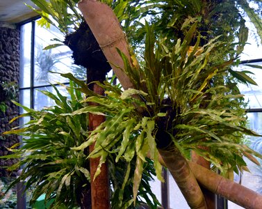 Vascular cryptogams tree fern forest