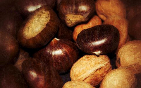Chestnuts walnuts november