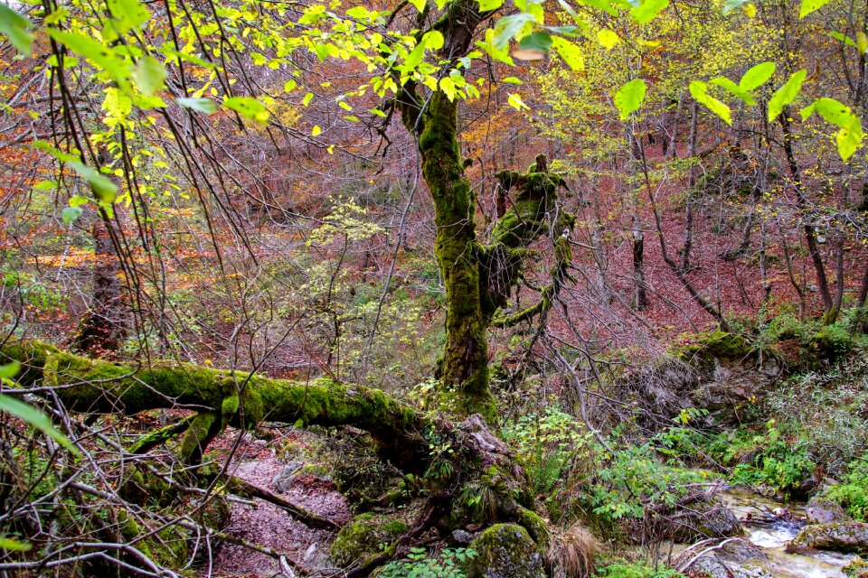 Branches broken branches moss