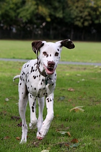 Running happy animal photo