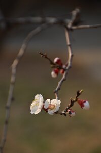 White blossom spring