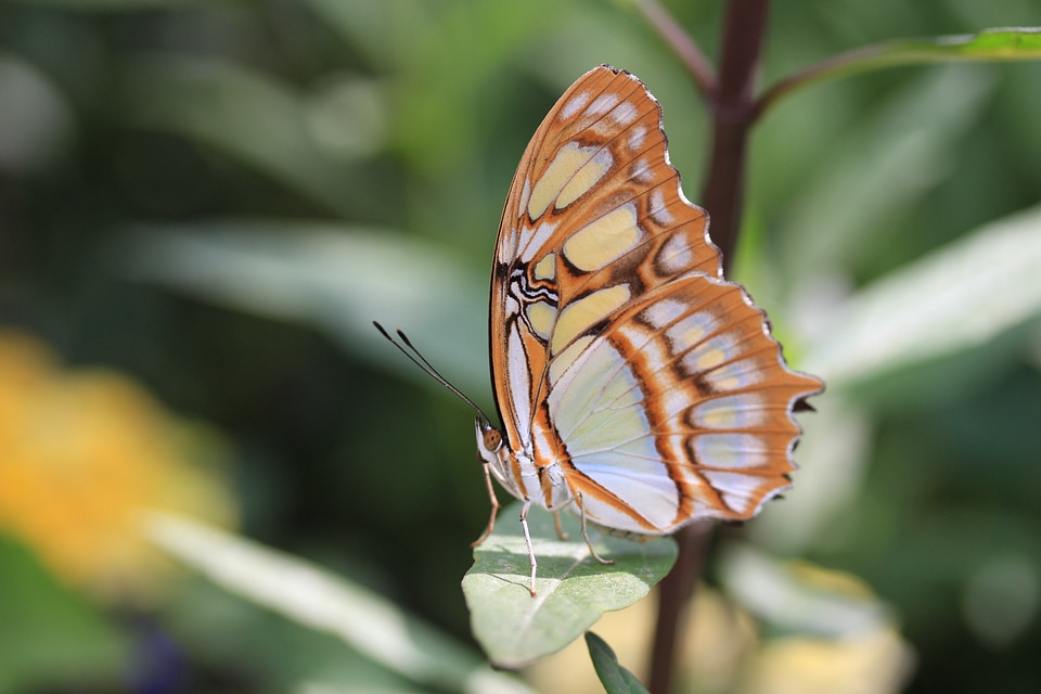 Butterflies insect leaf