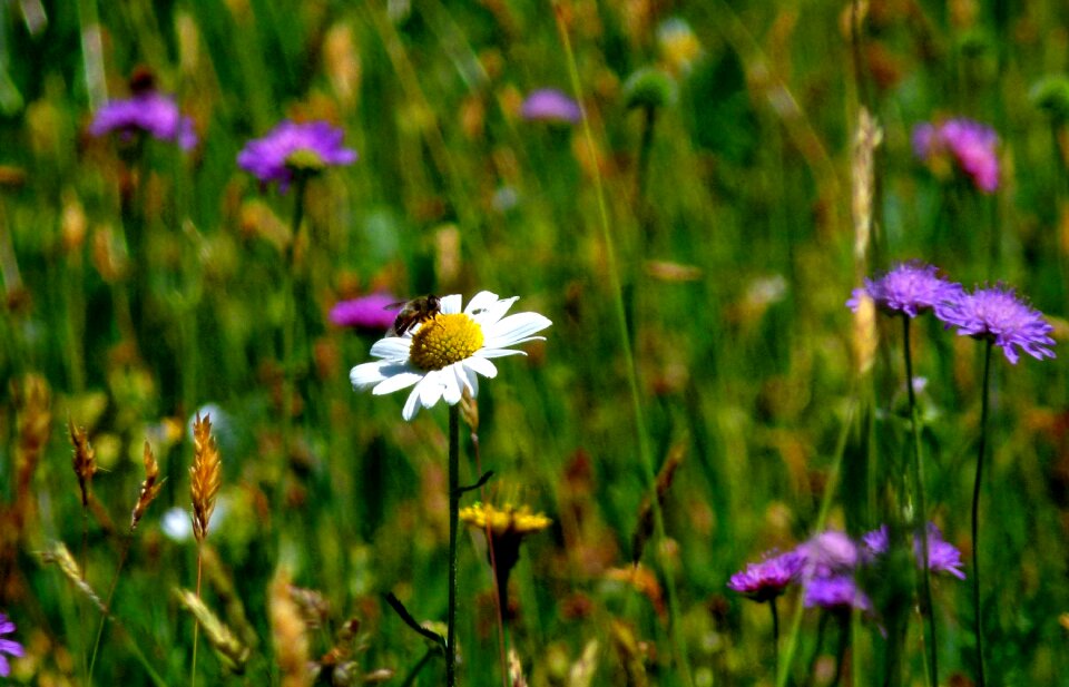 Flowers spring atmosphere