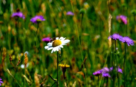 Flowers spring atmosphere