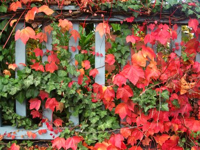 Fence fouling plant photo