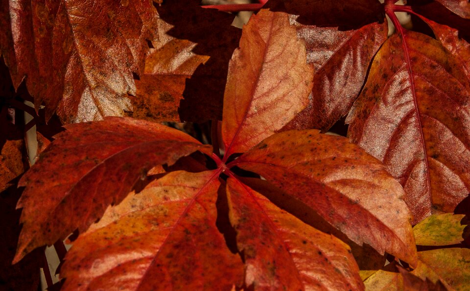 Leaves fall foliage