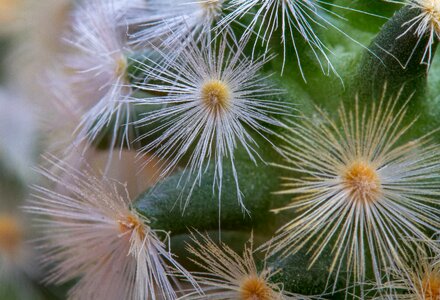 Spur plant green