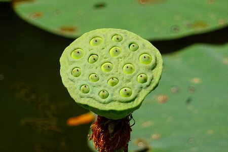 Flower white nelumbo nucifera photo