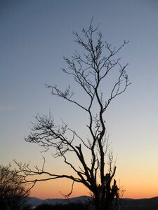 Silhouette branches no leaves