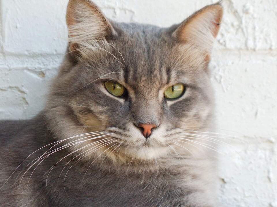 Feline adorable domestic