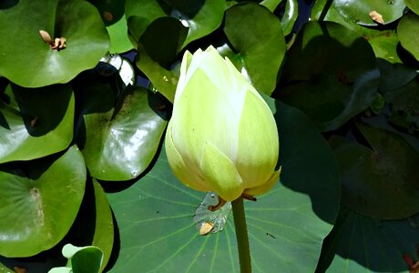Flower nelumbo nucifera indian lotus