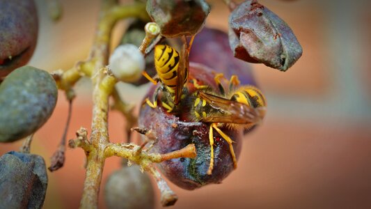 Grapevine protection insect damage insect protection