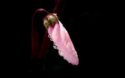 Cyclamen drops rain