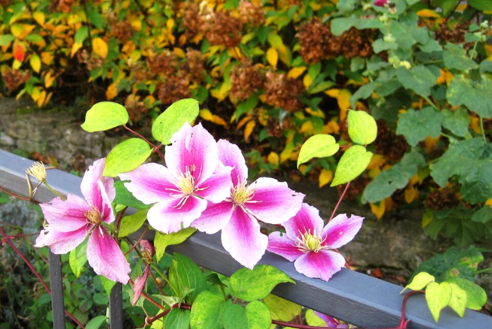 Grown garden in autumn fence