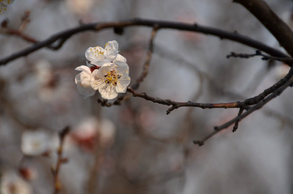White blossom spring