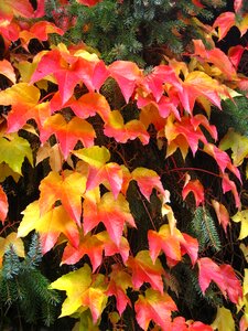 Fence fouling plant photo