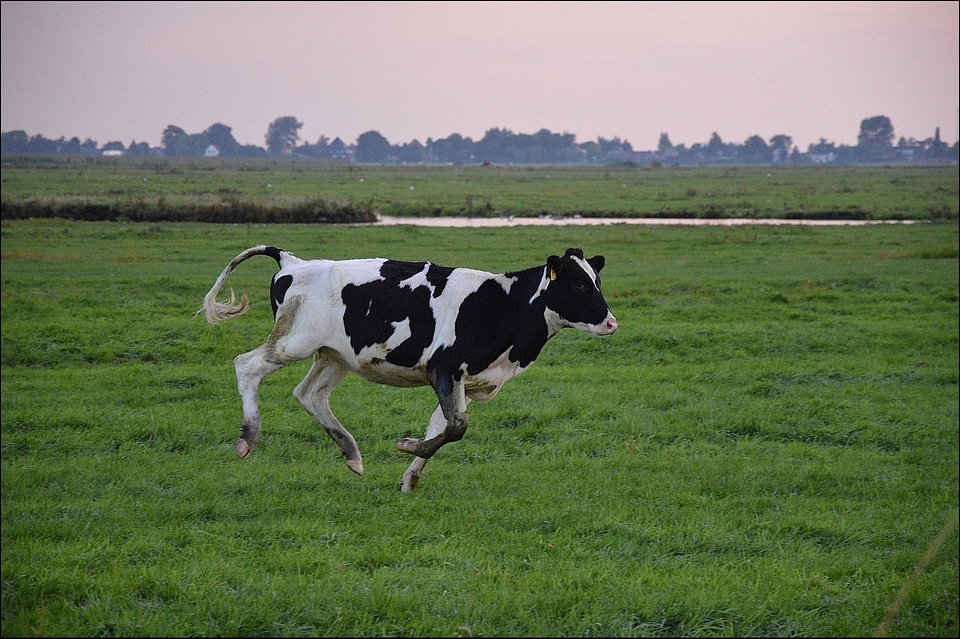 Cow farm mammal photo