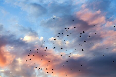 Birds nature sunlight photo