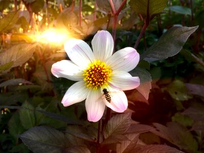 Flower autumn insect photo