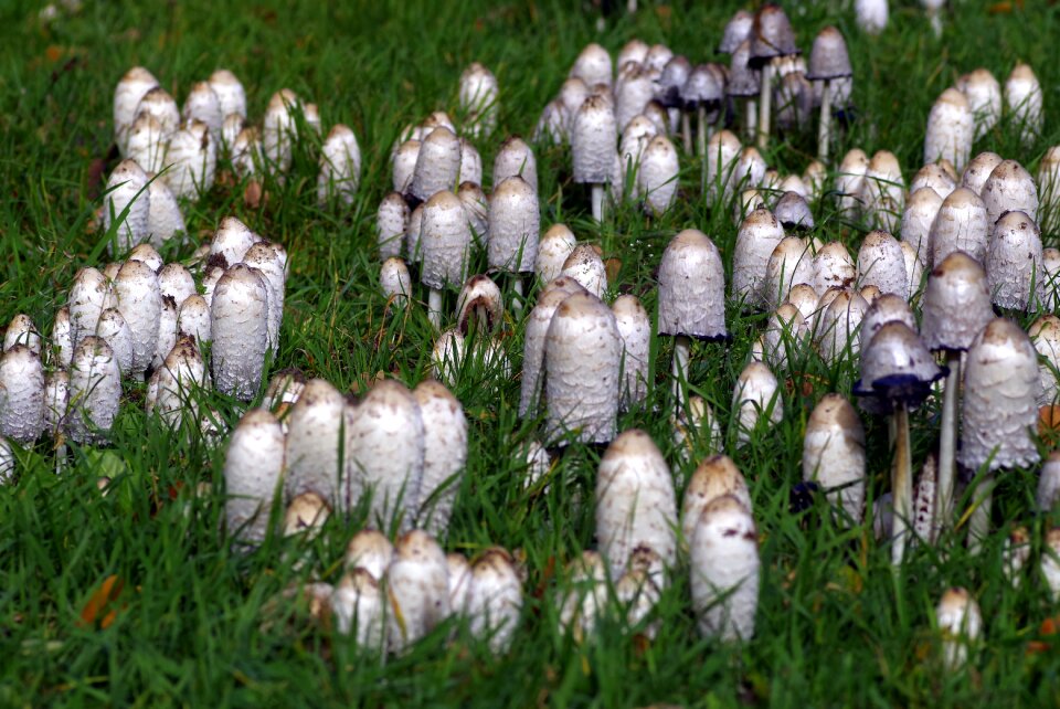 Meadow poisoning the collection of