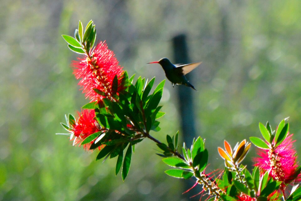 Hummingbird fast animals