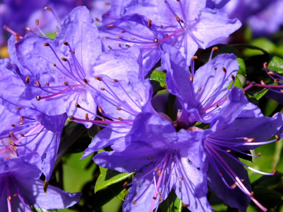 Azure cloud violet flora