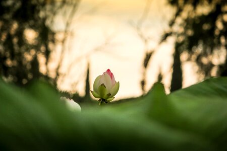Pond nature landscape