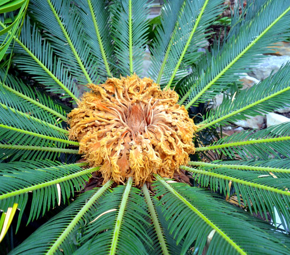 Palm heart plant nature