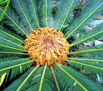 Palm heart plant nature