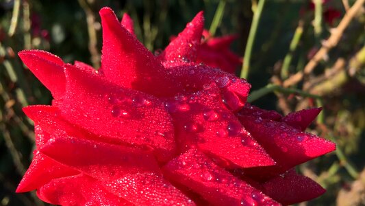 Petals red rose blooms