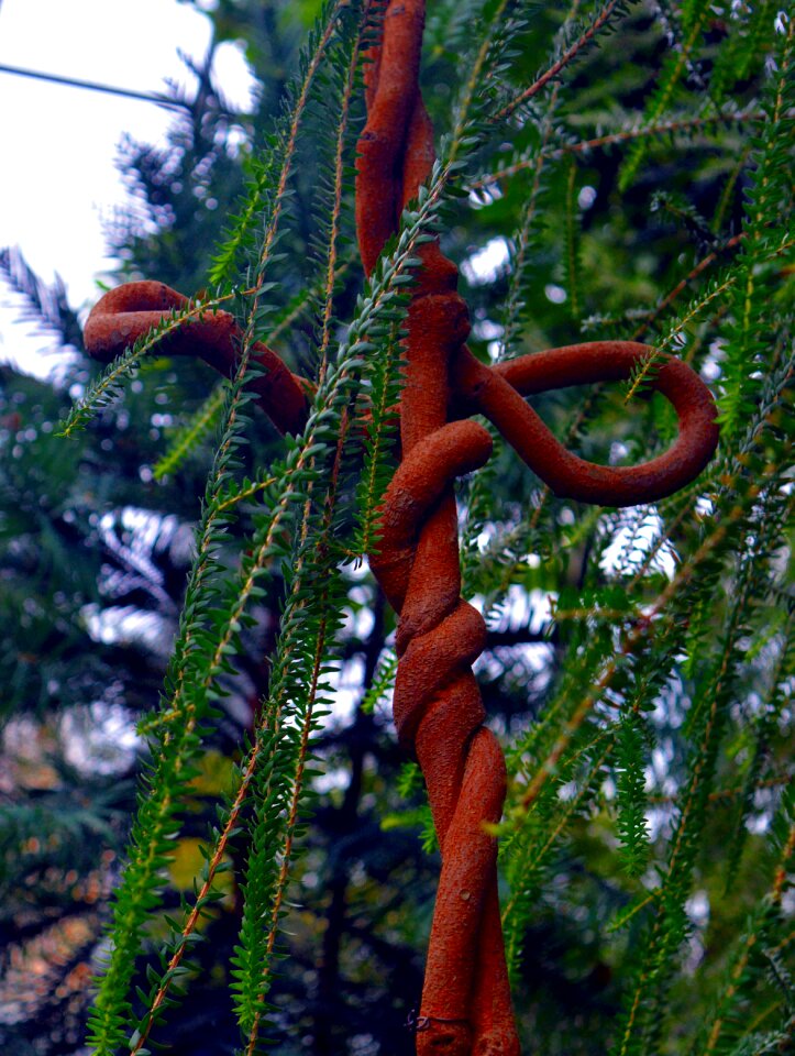 Tribe ranke twisted