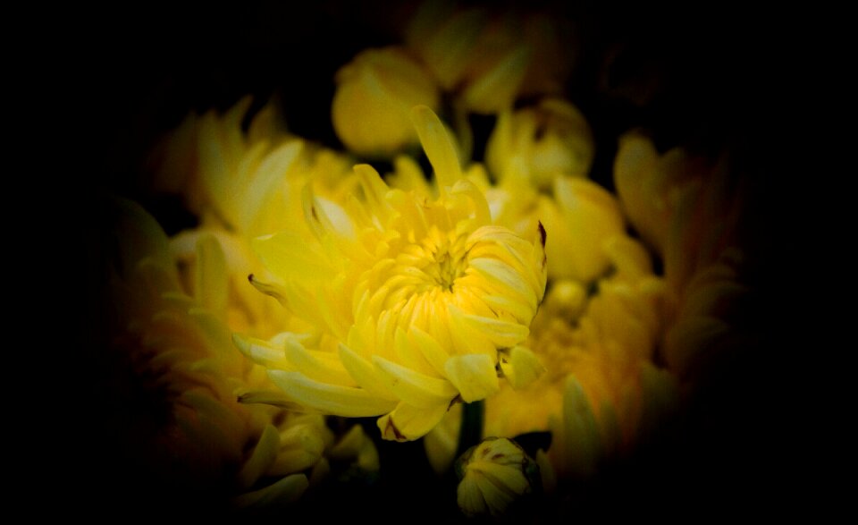 Chrysanthemums yellow november