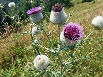 Milk thistle blossom wildflower photo