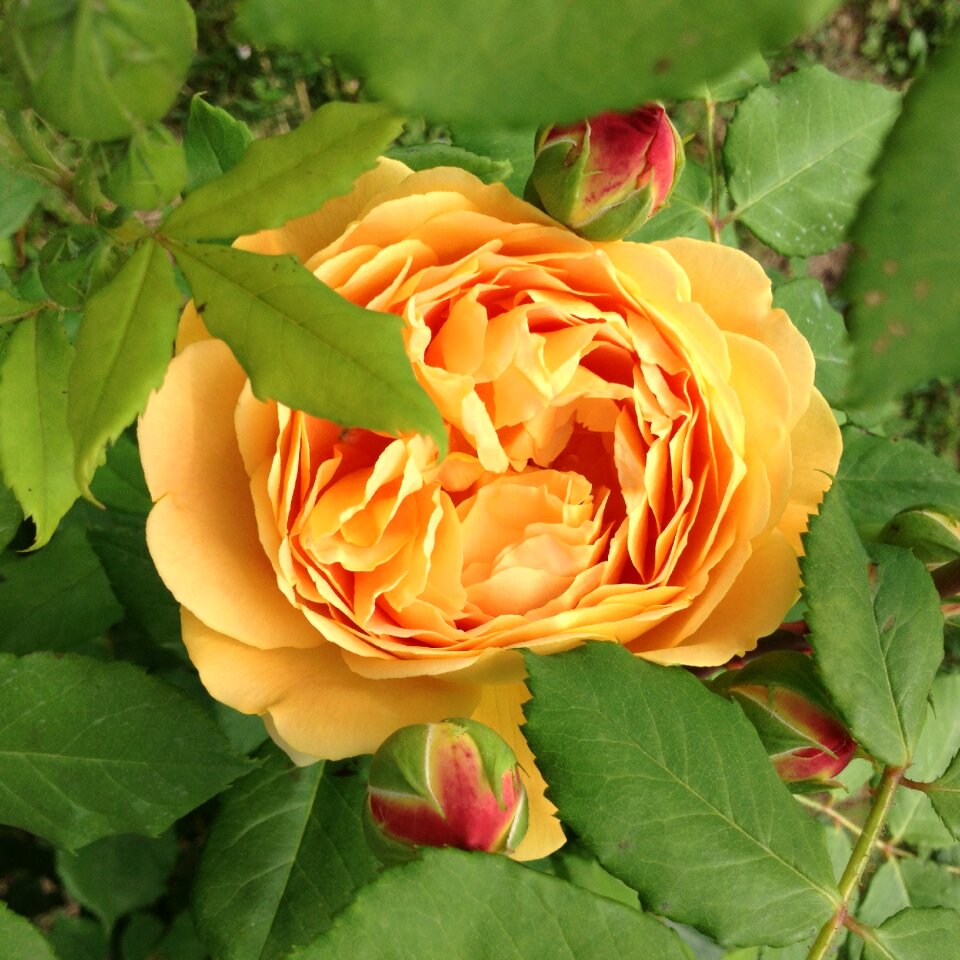 English roses flowers