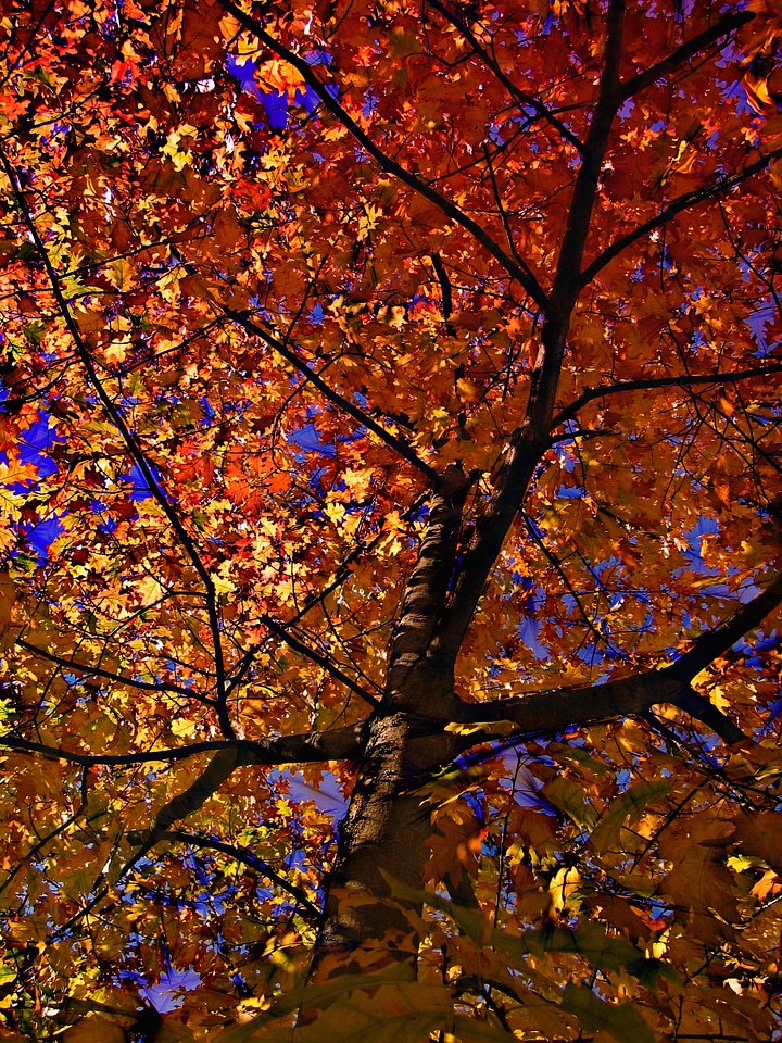 Autumn october forest