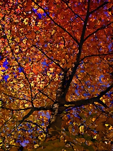Autumn october forest photo