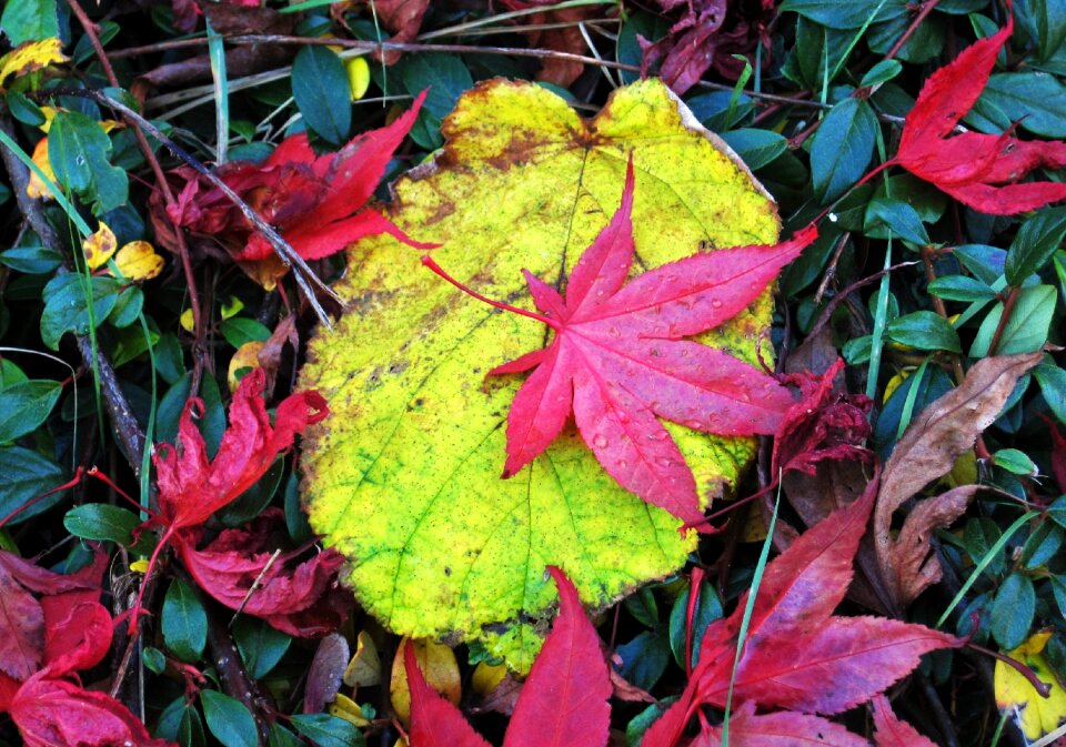 Reddish autumn leaves autumn colours colors of autumn