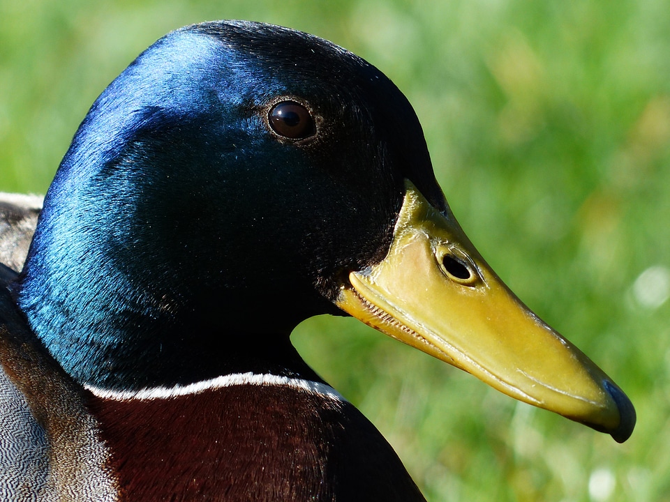 White collar drake males