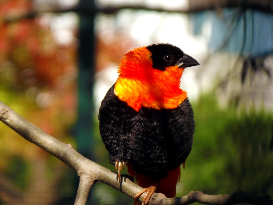 Cute animals birds