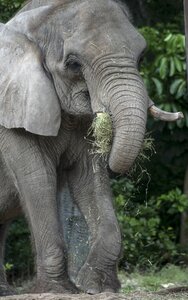 Feeding elephant gray elephant