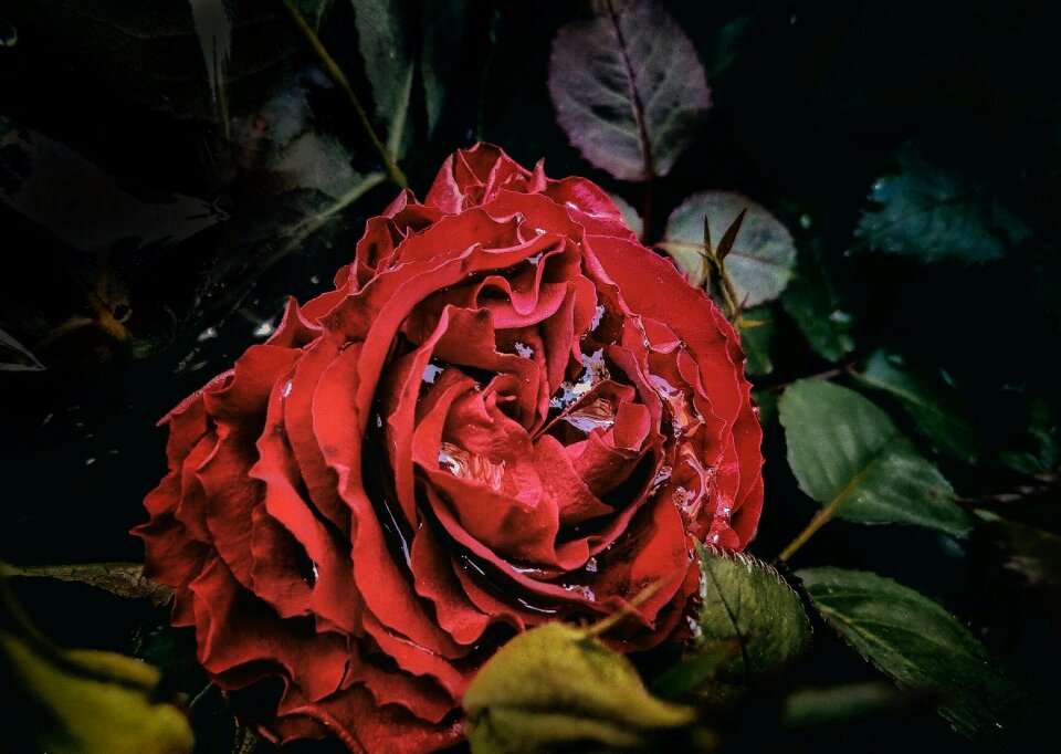 Red rain water
