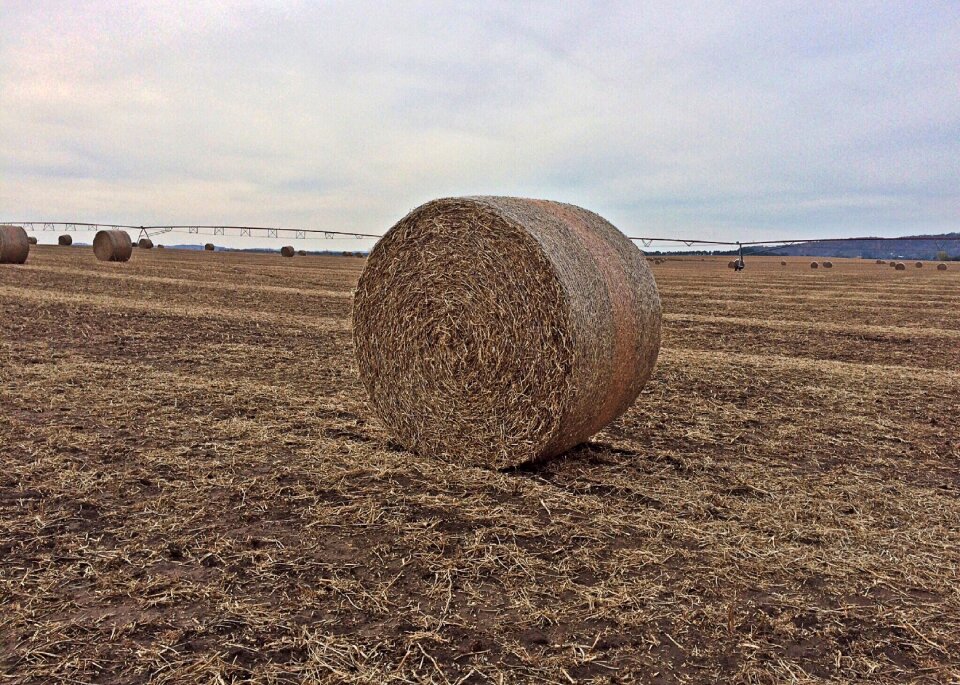 Agriculture field harvest
