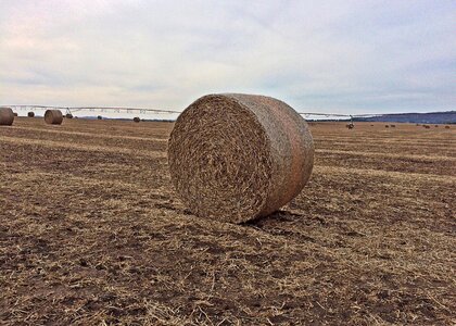Agriculture field harvest
