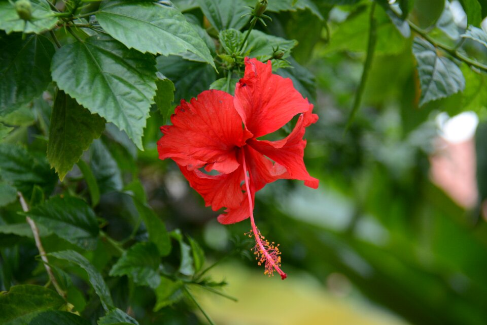 Flowers thailand hibiscus