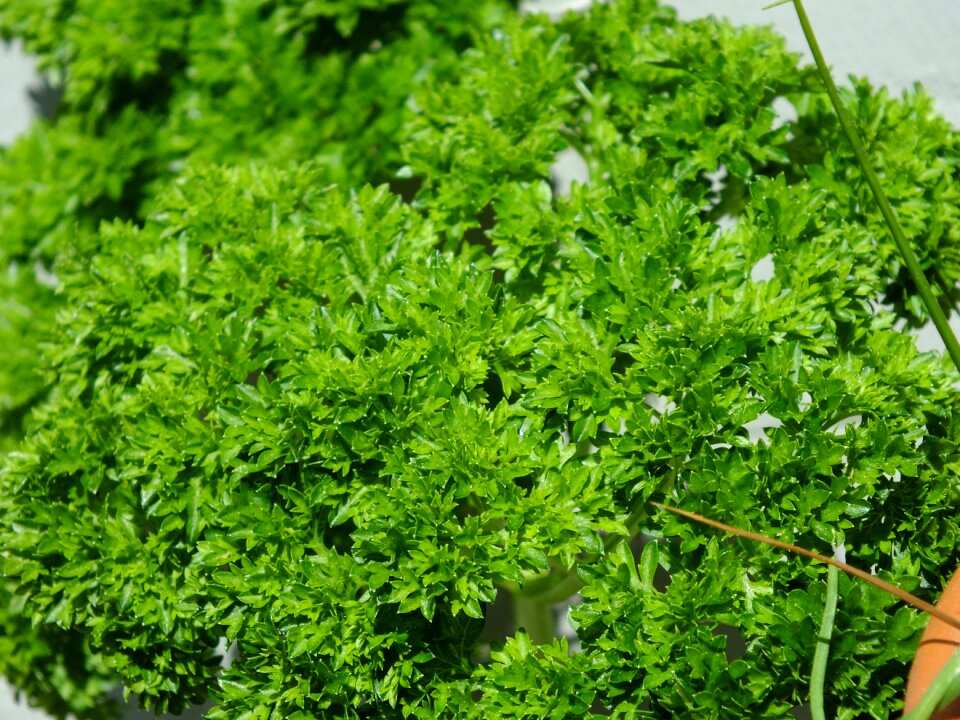 Spice green culinary herbs